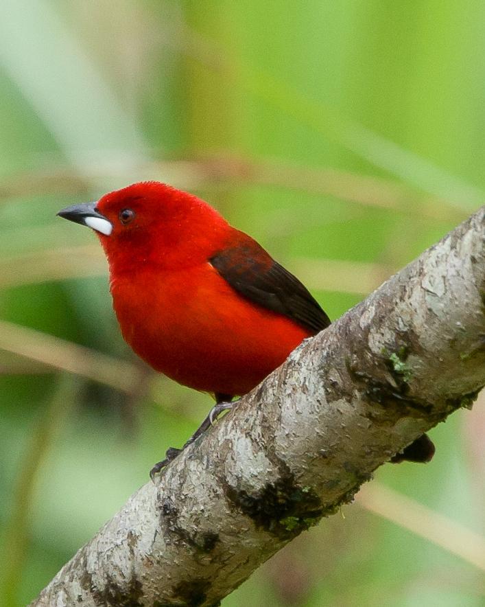 Brazilian Tanager Photo by Robert Lewis