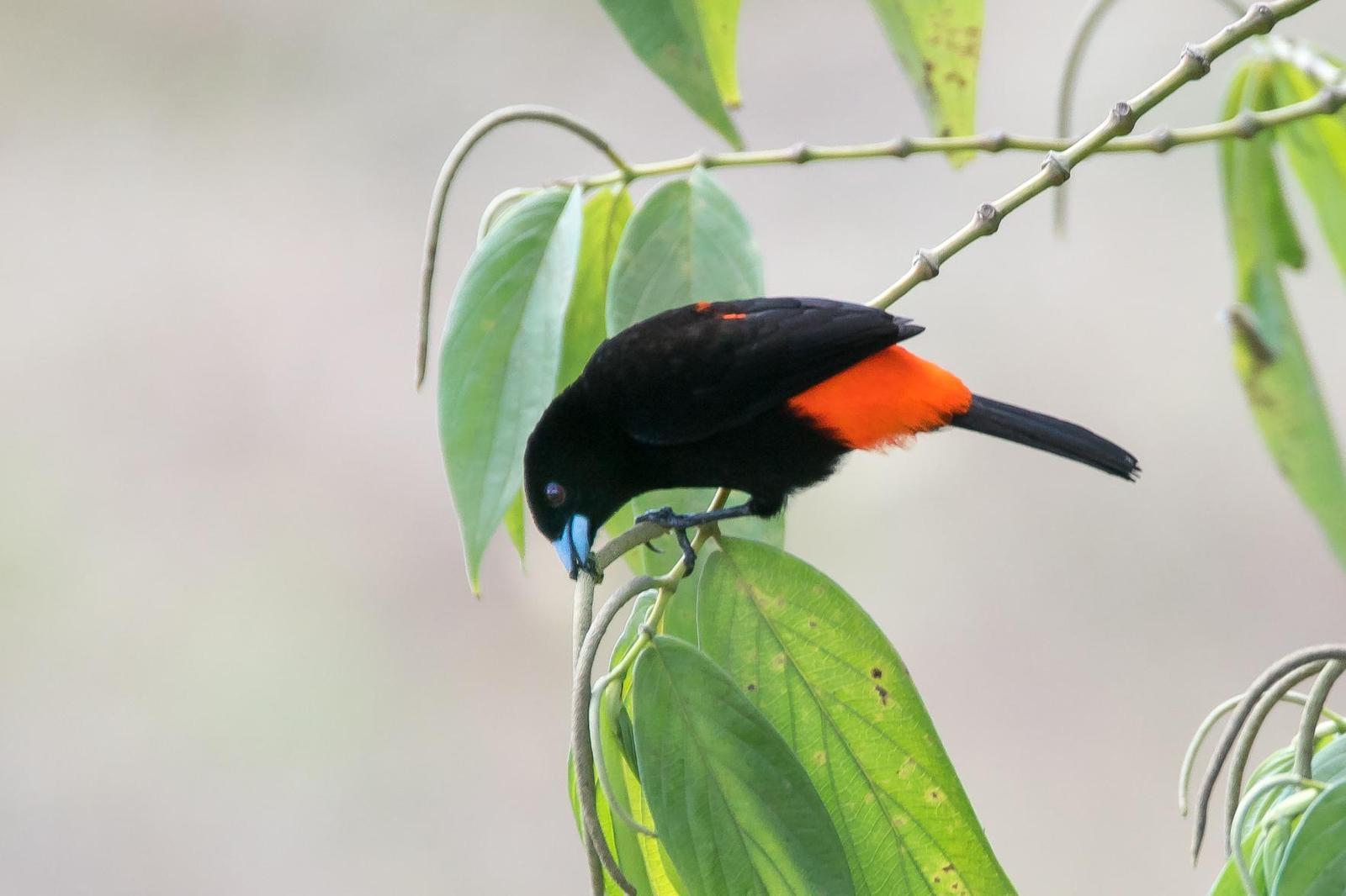 Scarlet-rumped Tanager (Cherrie's) Photo by Gerald Hoekstra