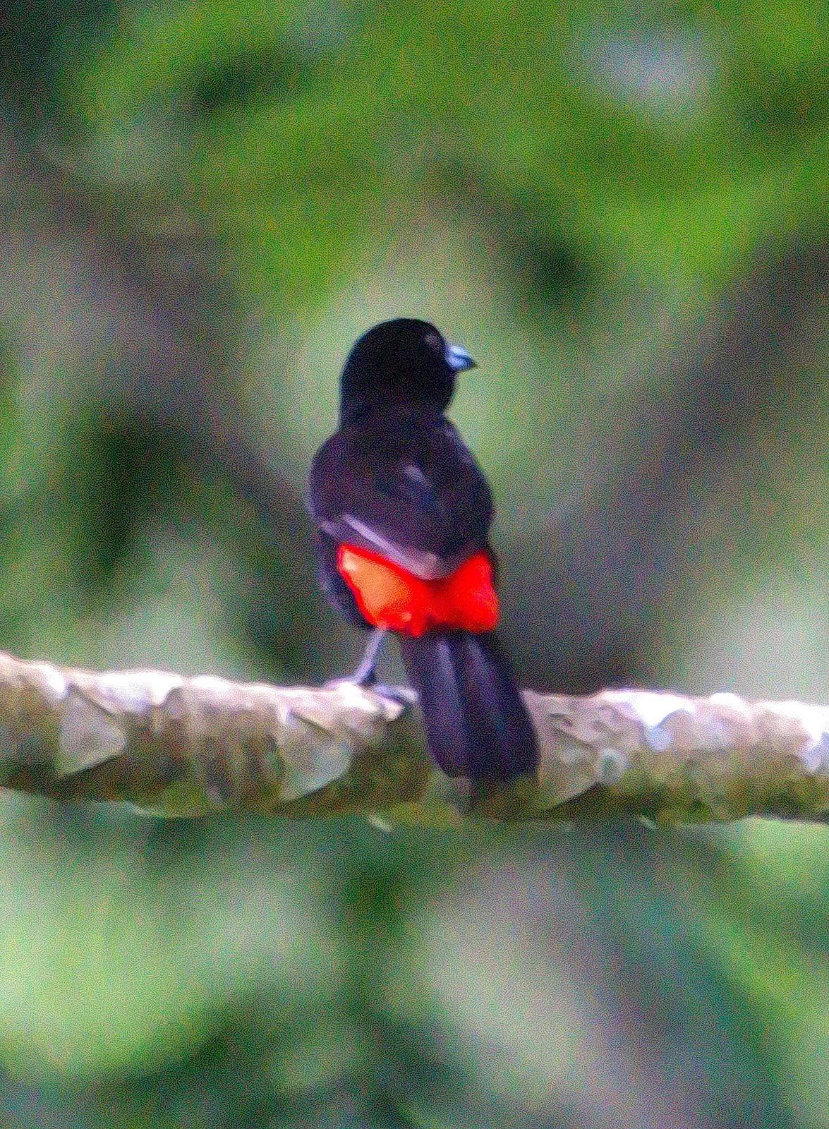 Scarlet-rumped Tanager (Cherrie's) Photo by Dan Tallman