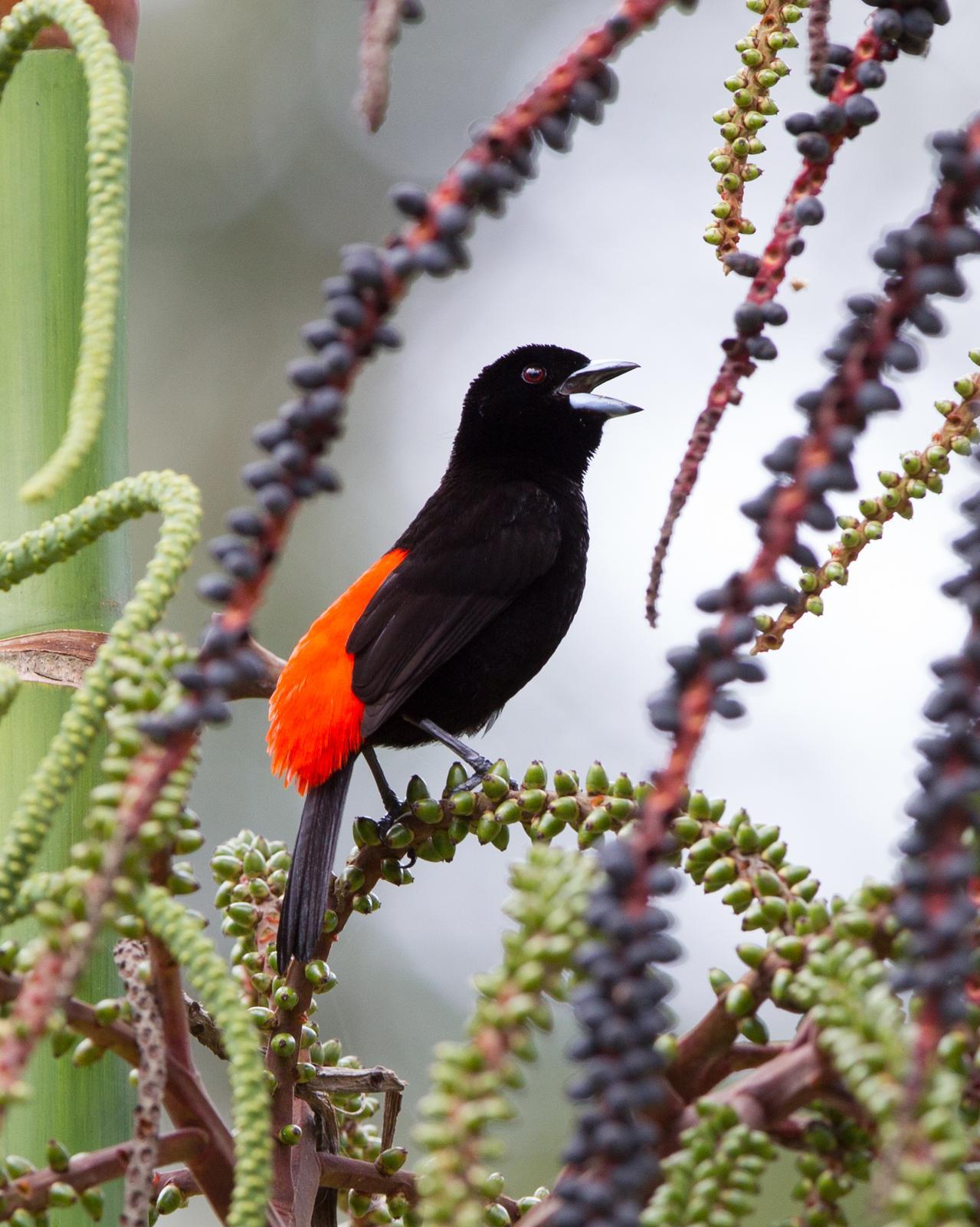 Scarlet-rumped Tanager Photo by Kevin Berkoff