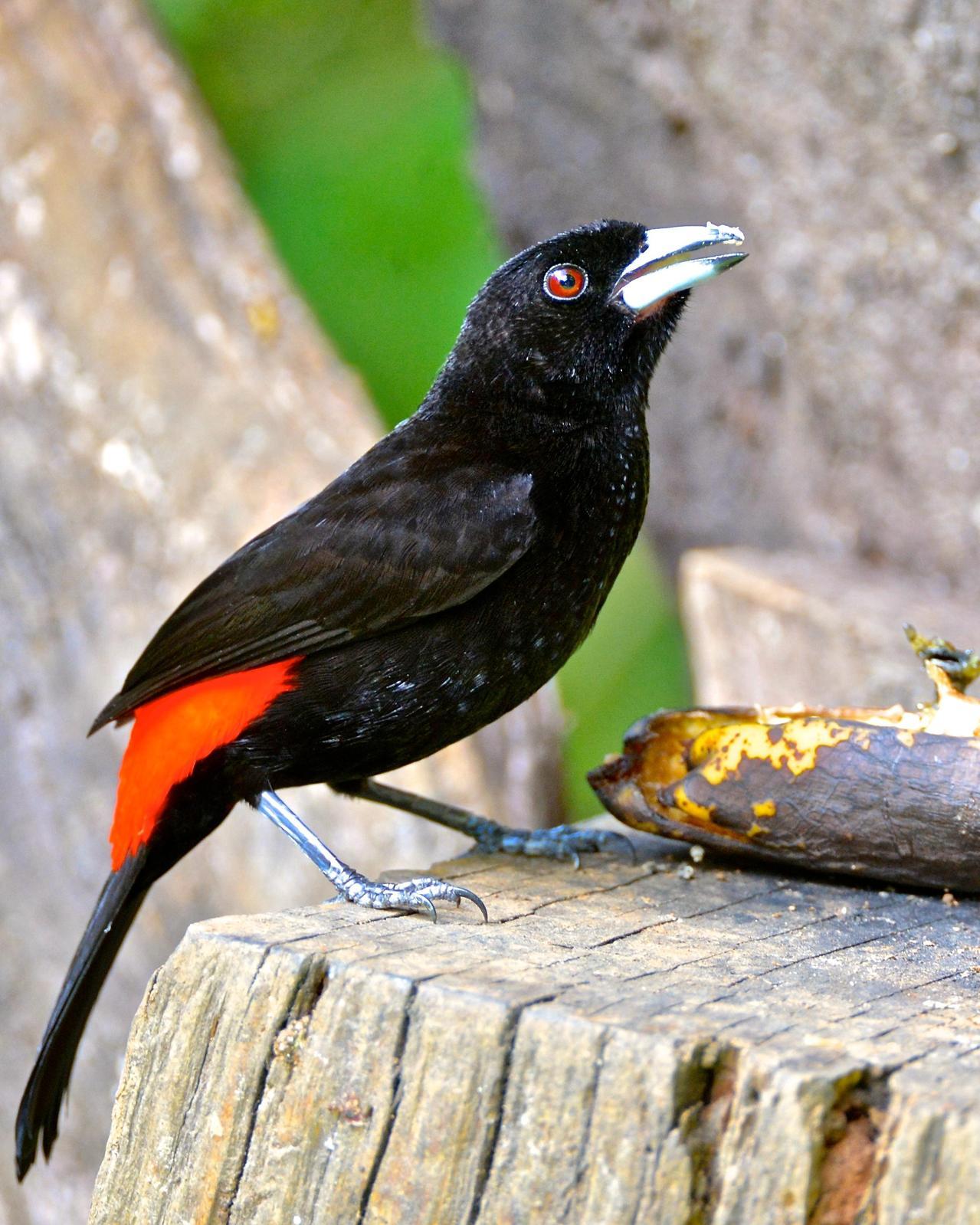 Scarlet-rumped Tanager Photo by Gerald Friesen