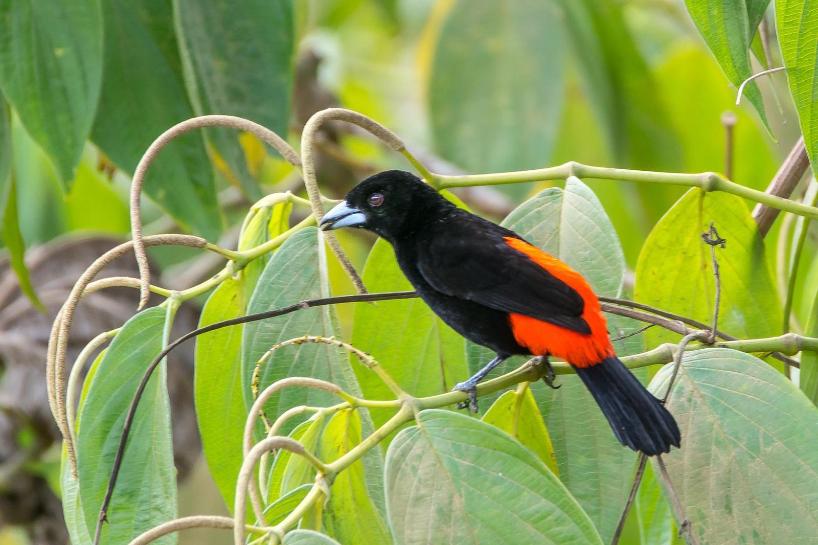 Scarlet-rumped Tanager Photo by Gerald Hoekstra