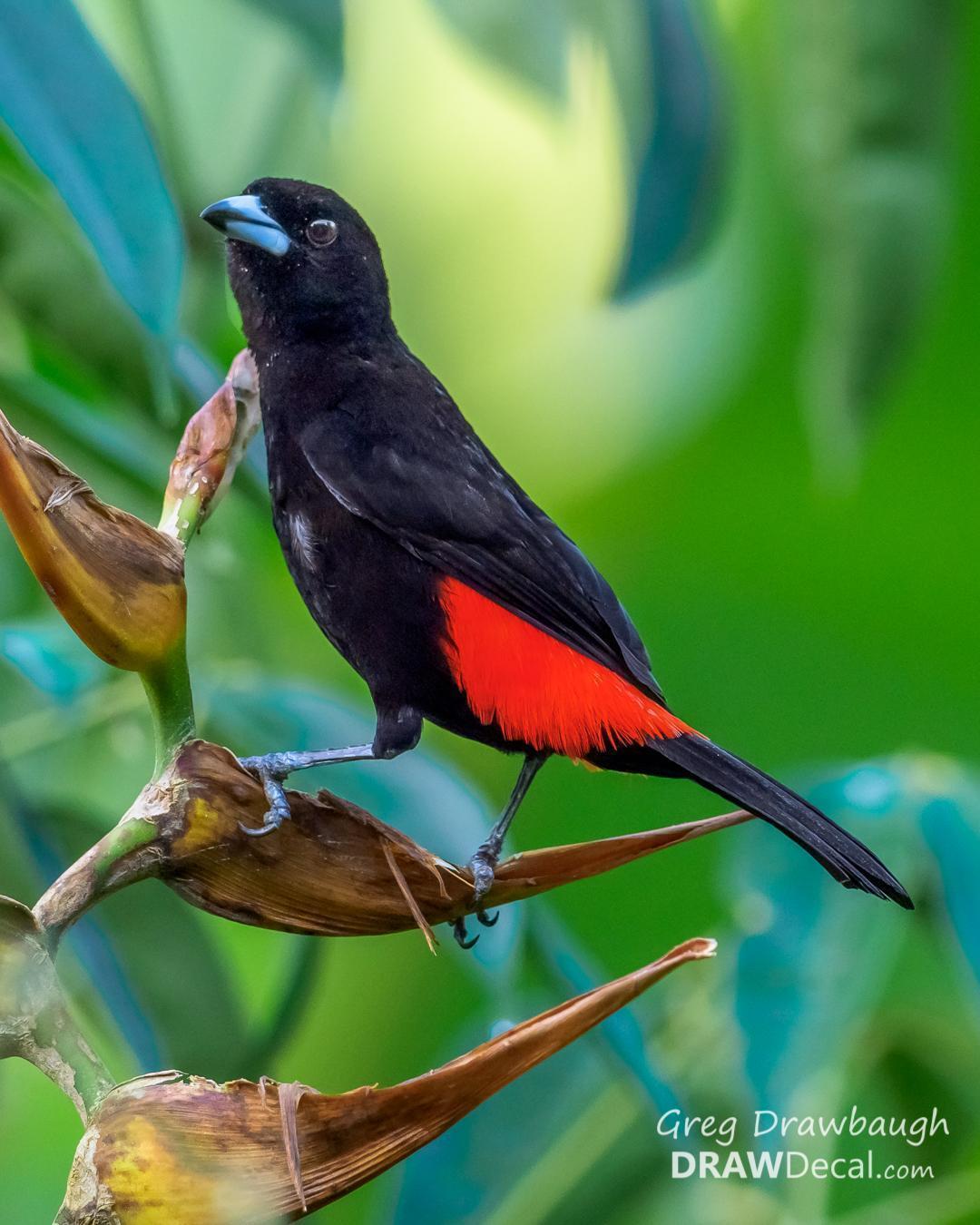 Scarlet-rumped Tanager Photo by Greg Drawbaugh