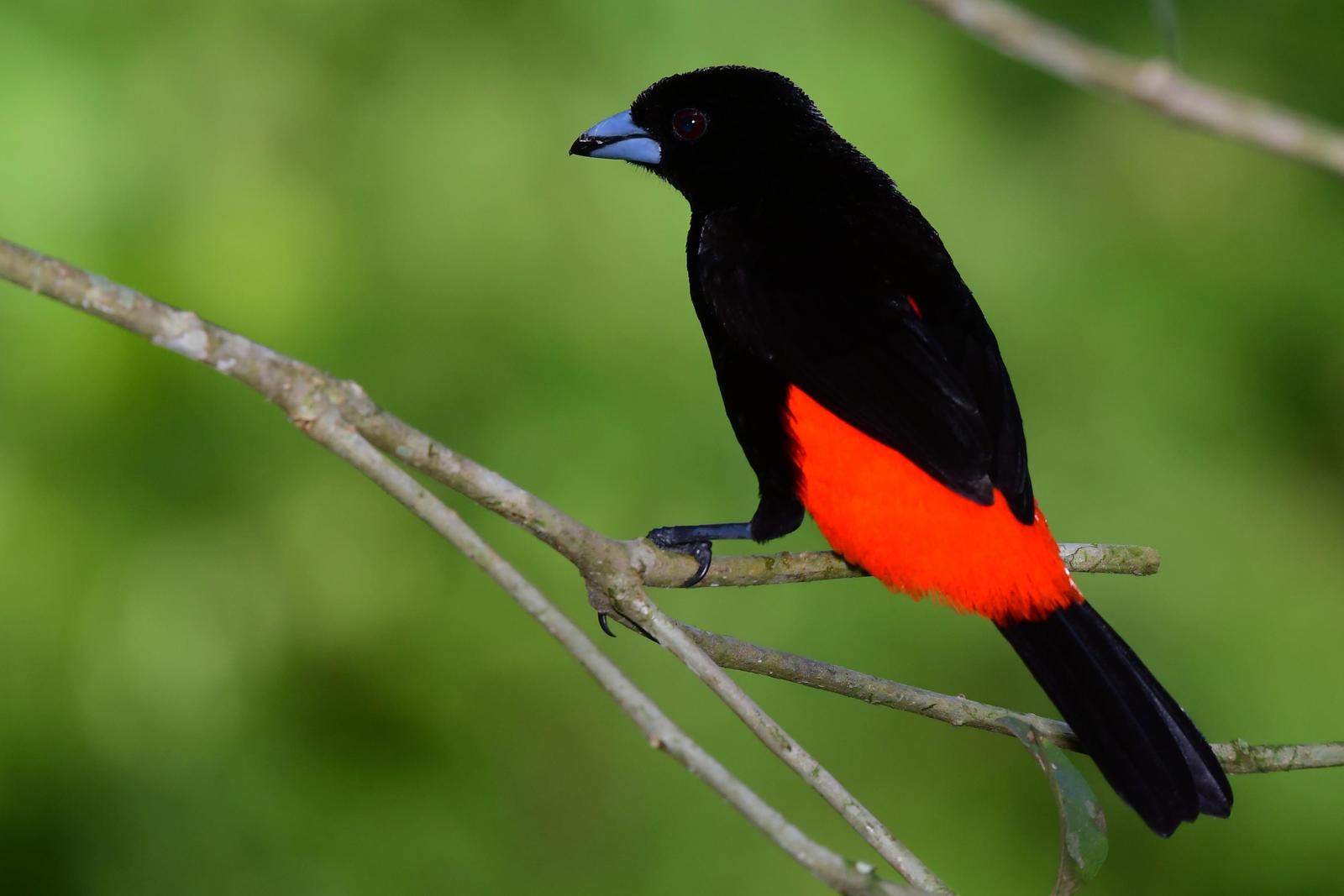 Scarlet-rumped Tanager Photo by Gareth Rasberry