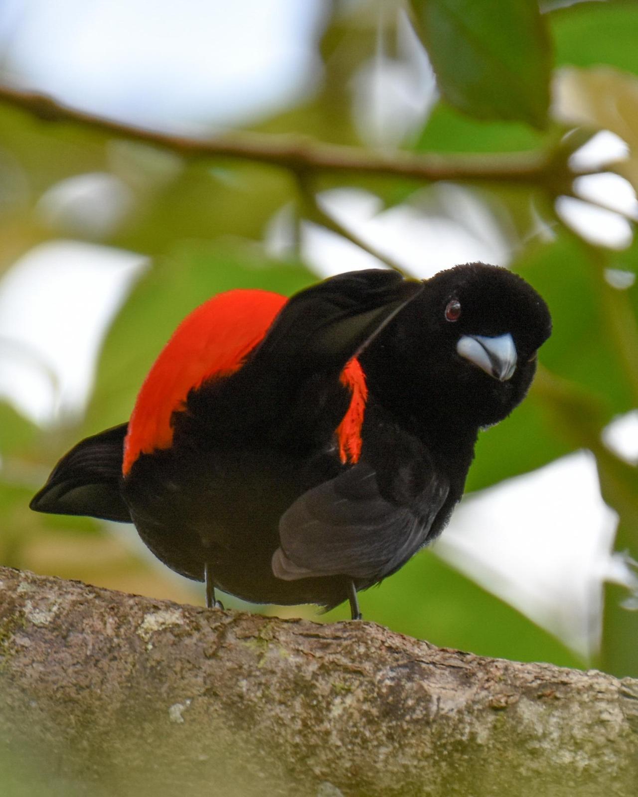 Scarlet-rumped Tanager Photo by Cherylyn Murphy
