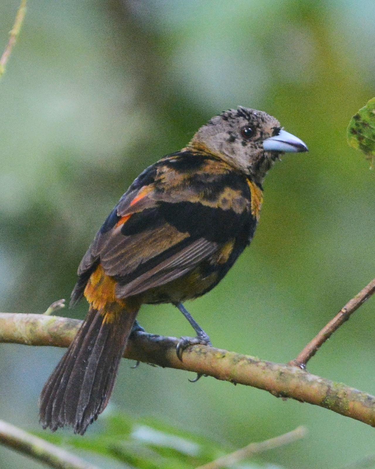 Scarlet-rumped Tanager Photo by David Hollie