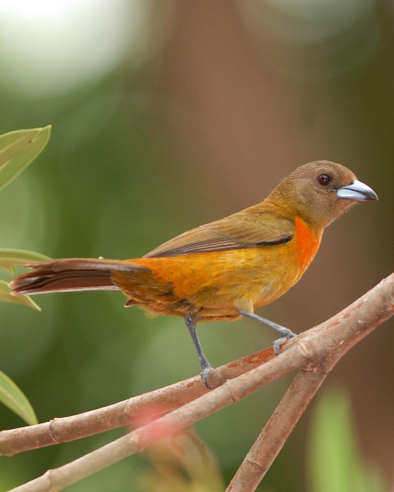 Scarlet-rumped Tanager Photo by David Hollie