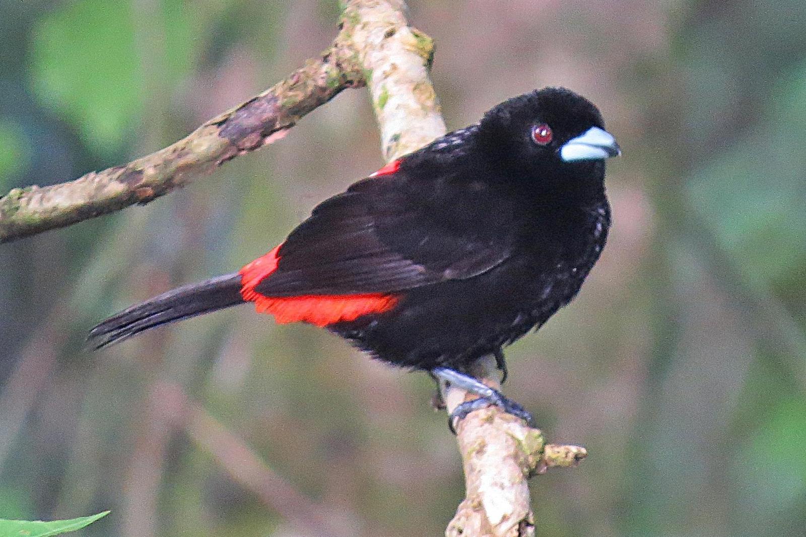 Scarlet-rumped Tanager Photo by Enid Bachman