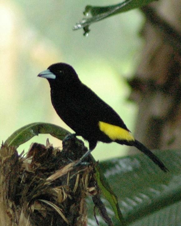 Flame-rumped Tanager Photo by David Hollie