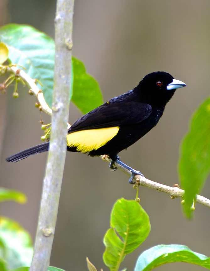 Flame-rumped Tanager Photo by Andrew Pittman