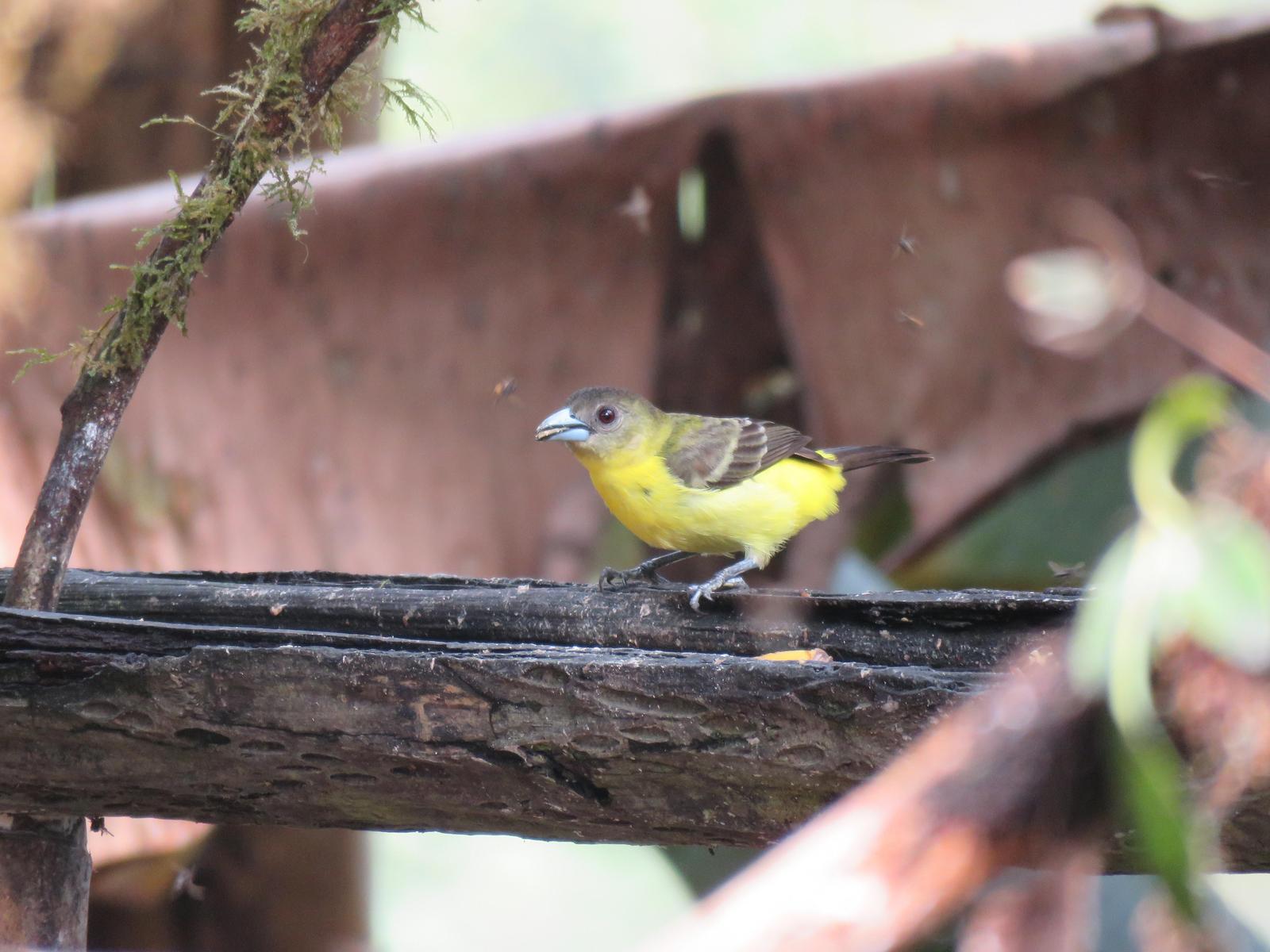 Flame-rumped Tanager Photo by Bonnie McKenzie