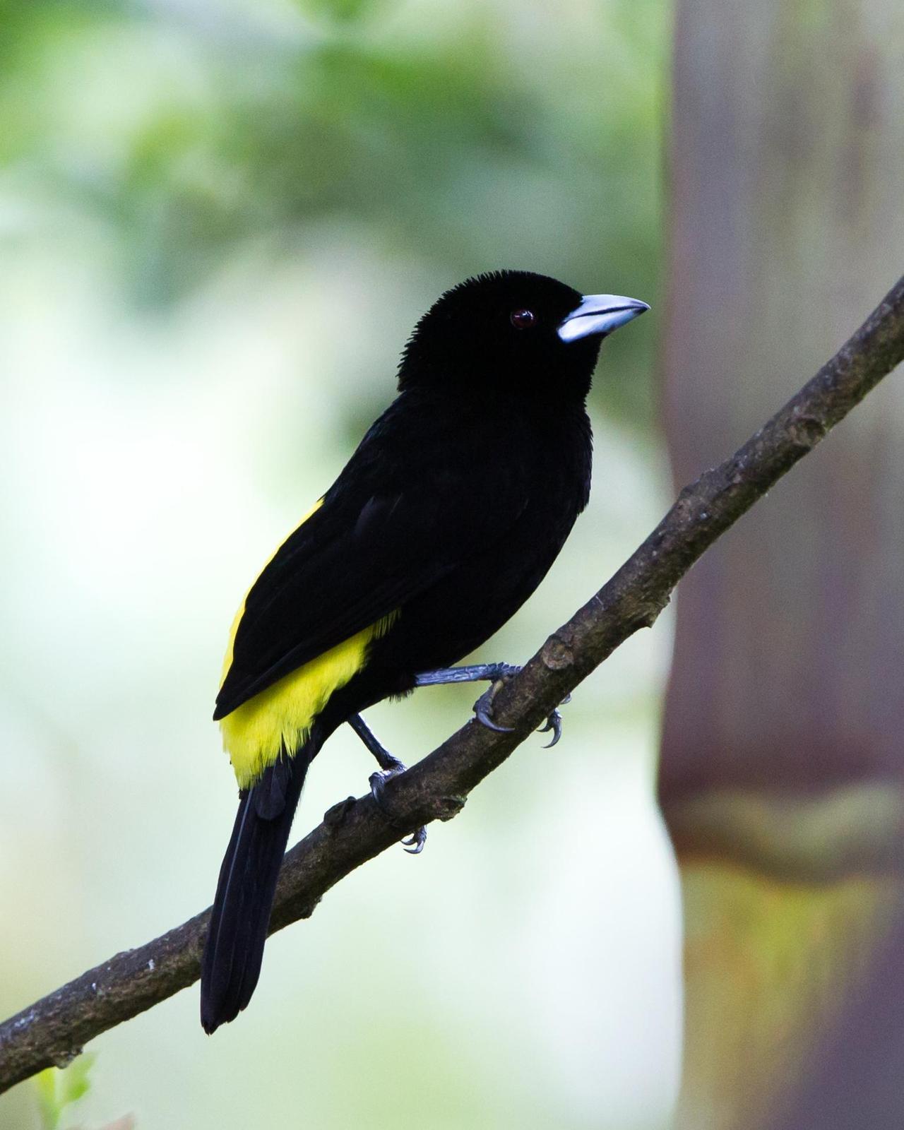 Flame-rumped Tanager (Lemon-rumped) Photo by Kevin Berkoff
