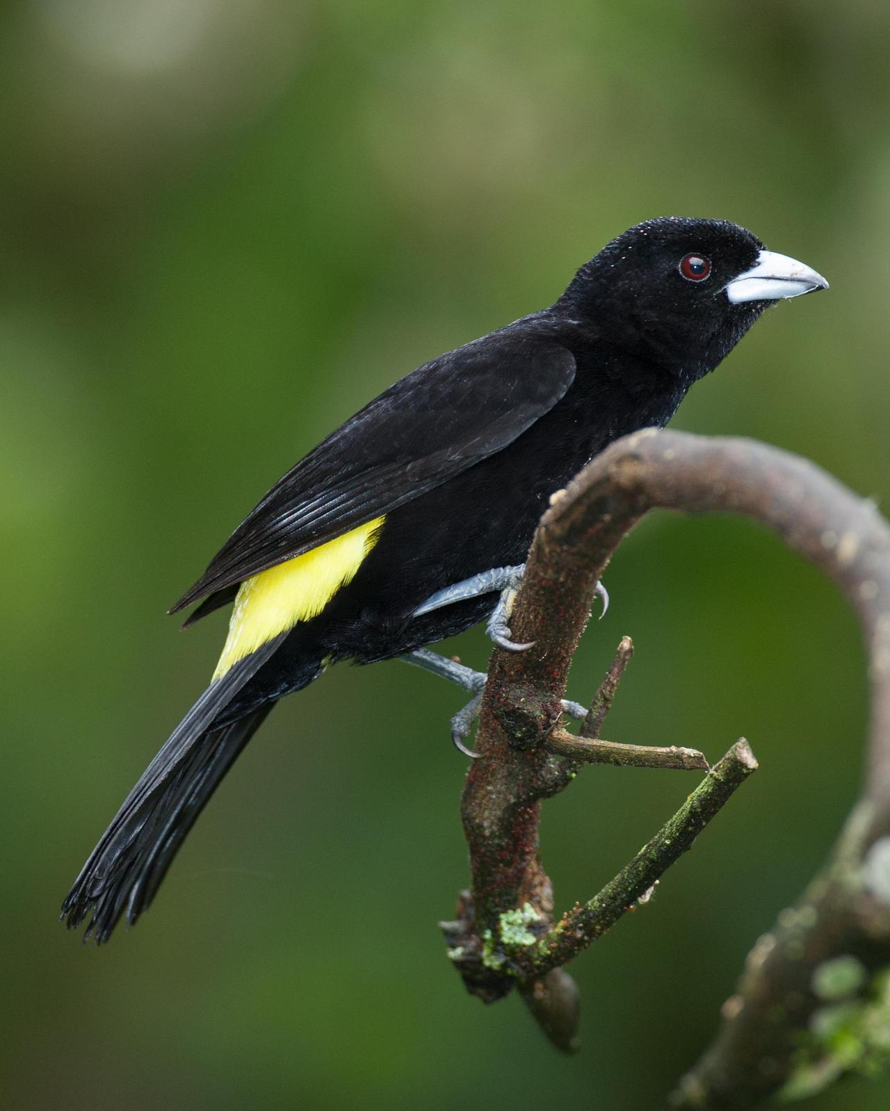 Flame-rumped Tanager (Lemon-rumped) Photo by Robert Lewis