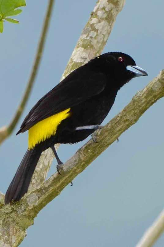 Flame-rumped Tanager (Lemon-rumped) Photo by Andrew Pittman