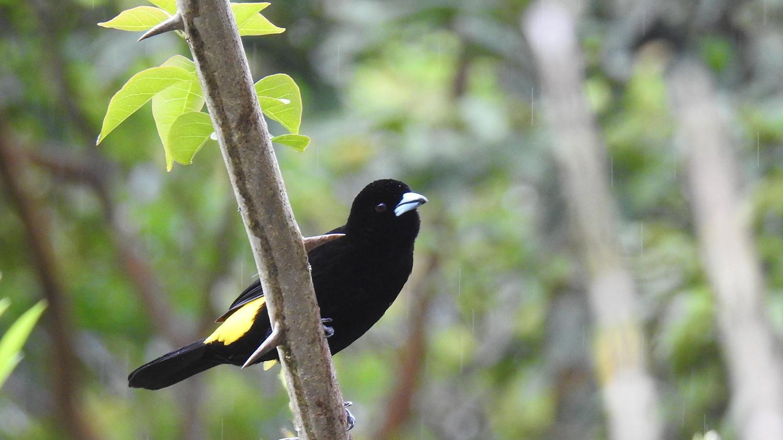Flame-rumped Tanager (Lemon-rumped) Photo by Julio Delgado