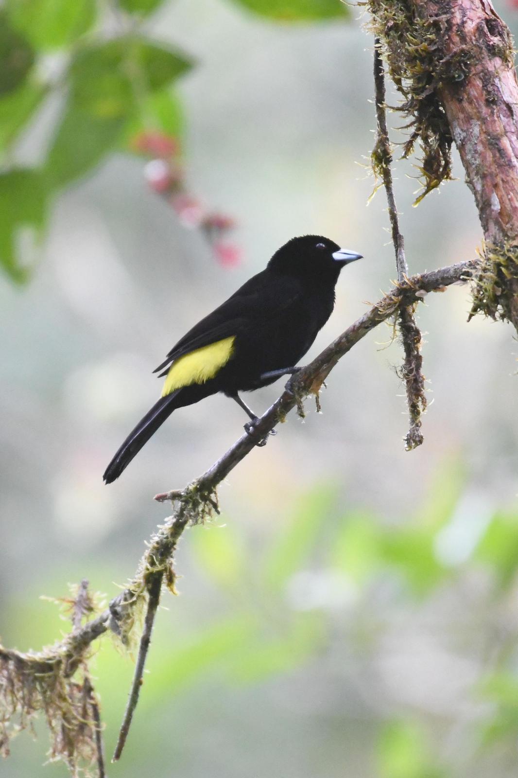 Flame-rumped Tanager (Lemon-rumped) Photo by Ann Doty