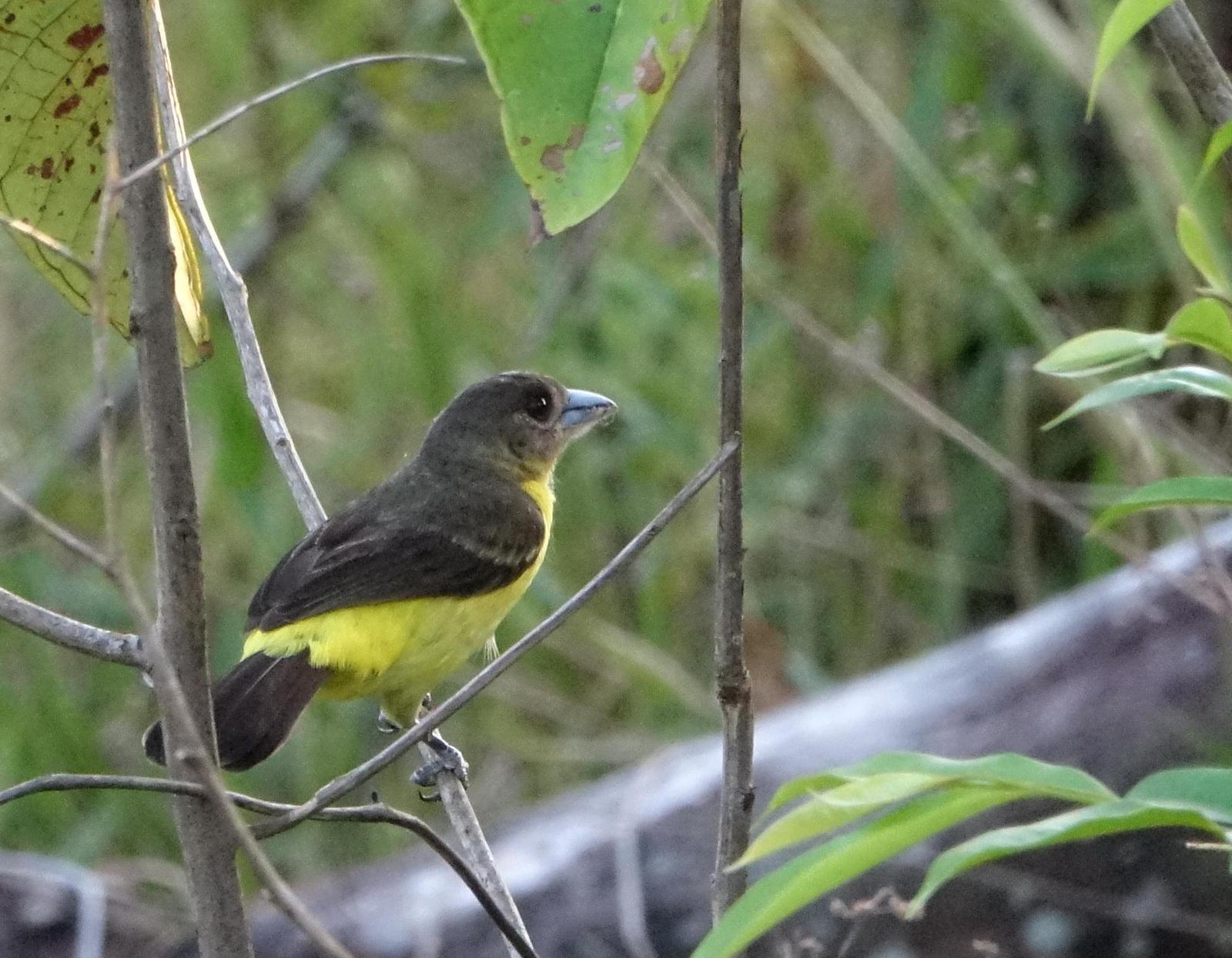 Flame-rumped Tanager (Lemon-rumped) Photo by Doug Swartz