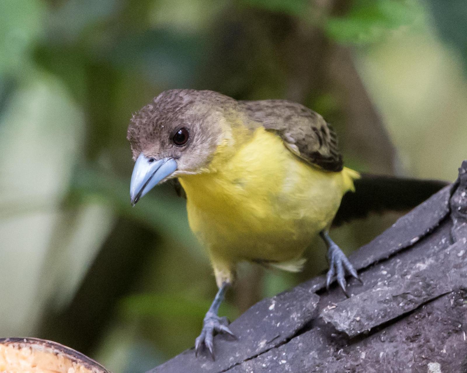 Flame-rumped Tanager (Lemon-rumped) Photo by Harold Davis