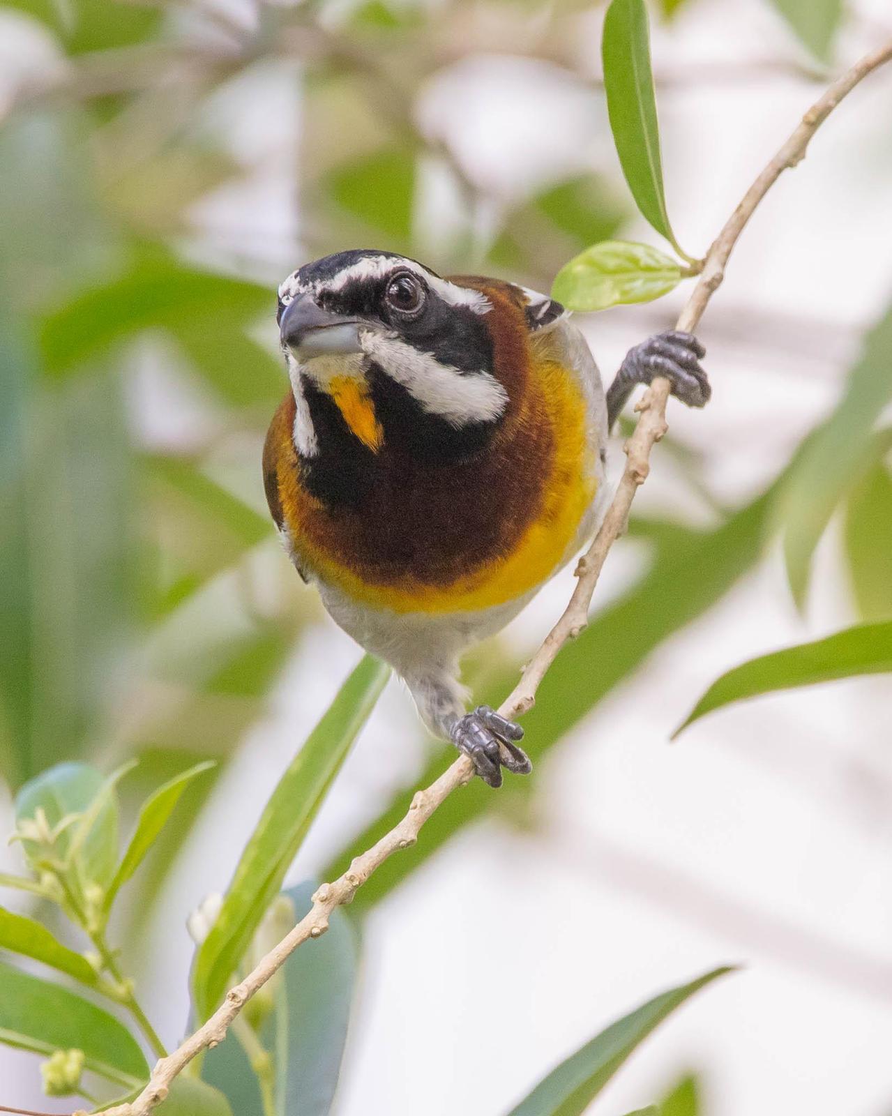 Western Spindalis (Cozumel I.) Photo by Denis Rivard