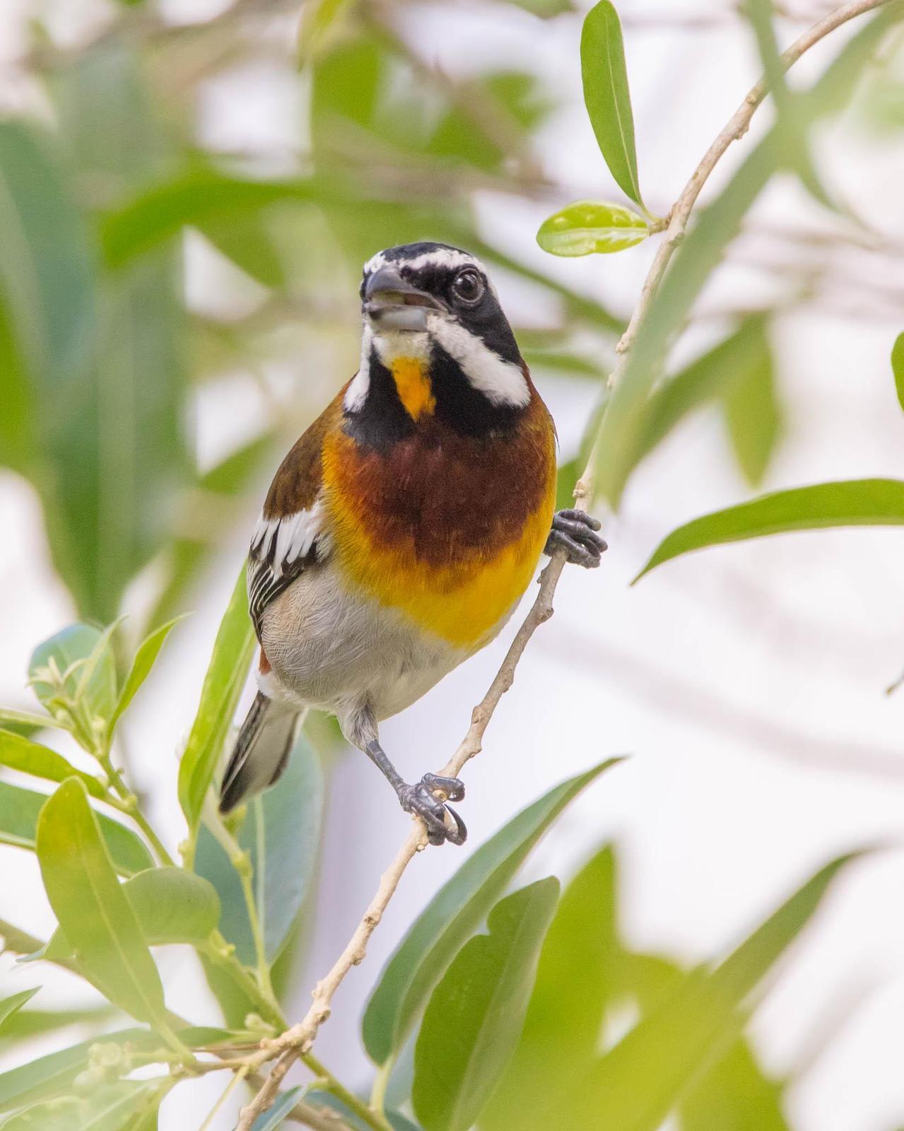 Western Spindalis (Cozumel I.) Photo by Denis Rivard