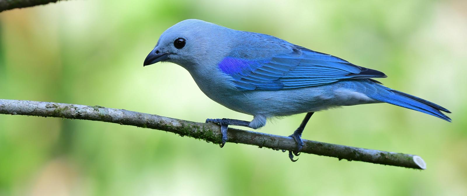 Blue-gray Tanager Photo by Gareth Rasberry
