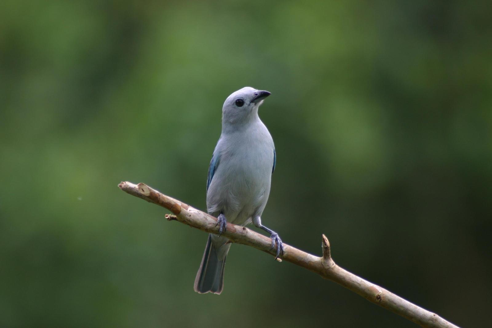 Blue-gray Tanager Photo by Alan Frager