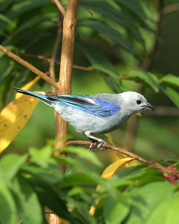 Blue-gray Tanager Photo by Peter Boesman