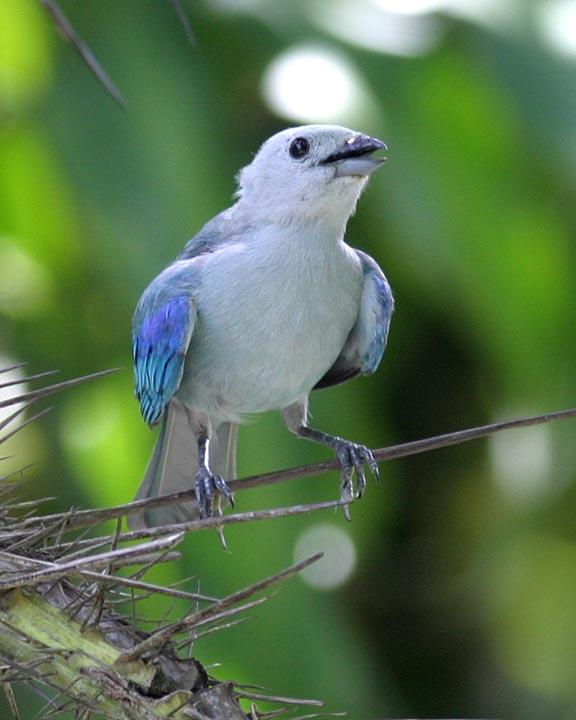 Blue-gray Tanager Photo by Peter Boesman
