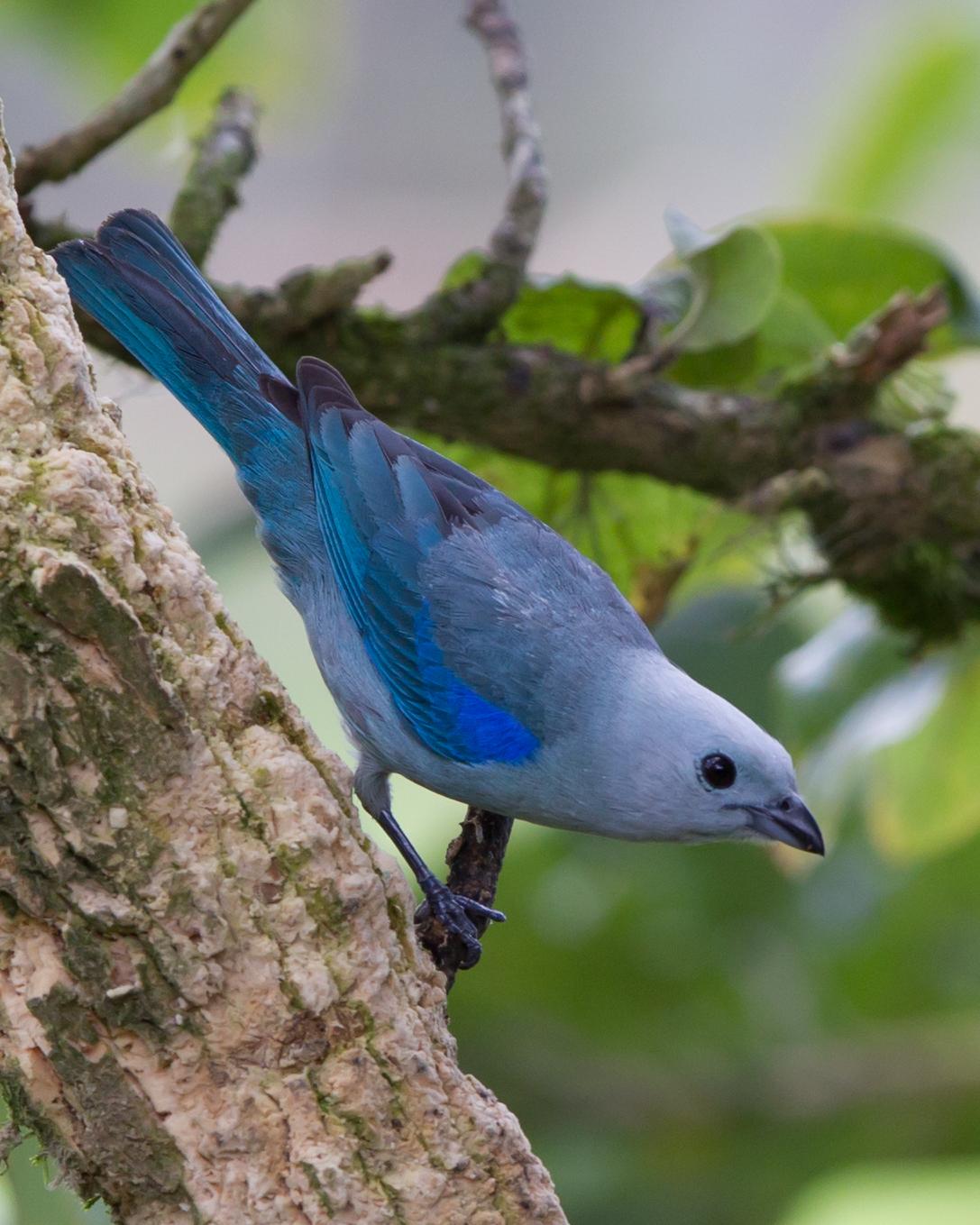 Blue-gray Tanager Photo by Kevin Berkoff