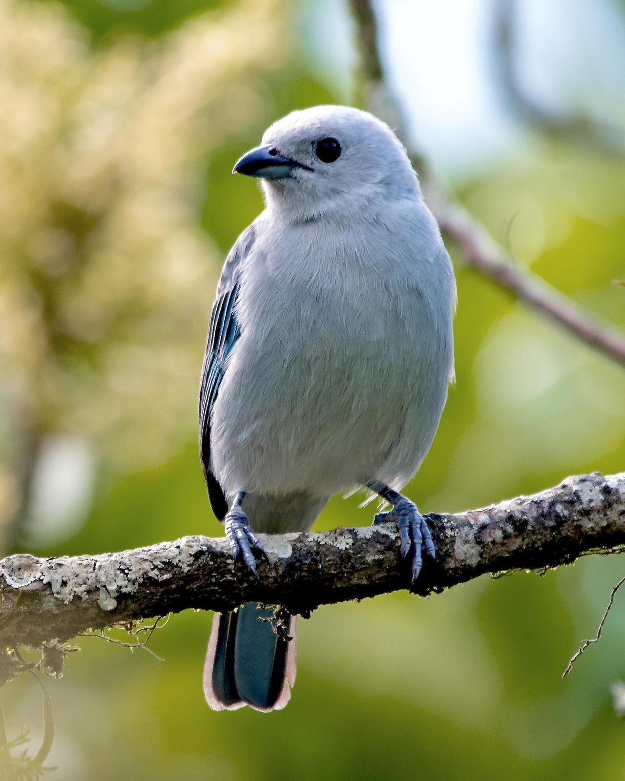 Blue-gray Tanager Photo by Denis Rivard