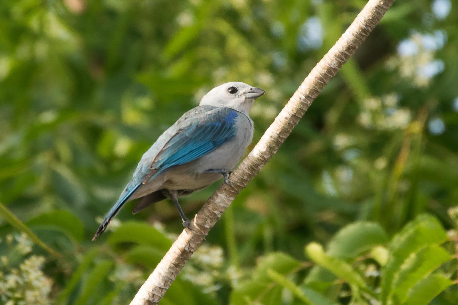 Blue-gray Tanager Photo by Gerald Hoekstra