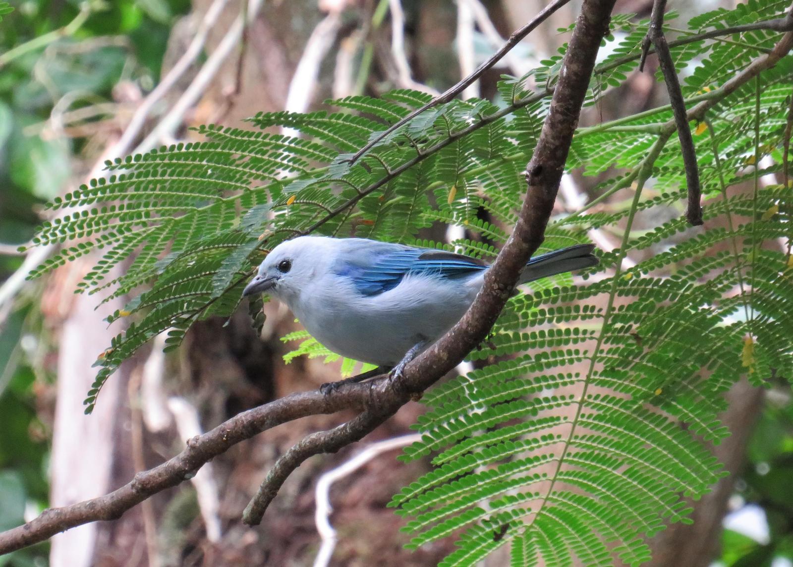 Blue-gray Tanager Photo by Jeff Harding