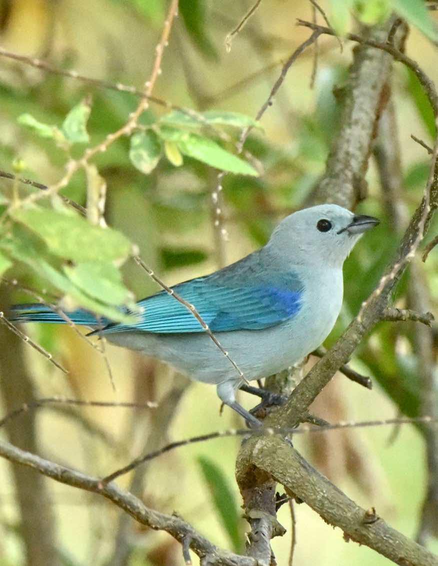 Blue-gray Tanager Photo by Andrew Pittman