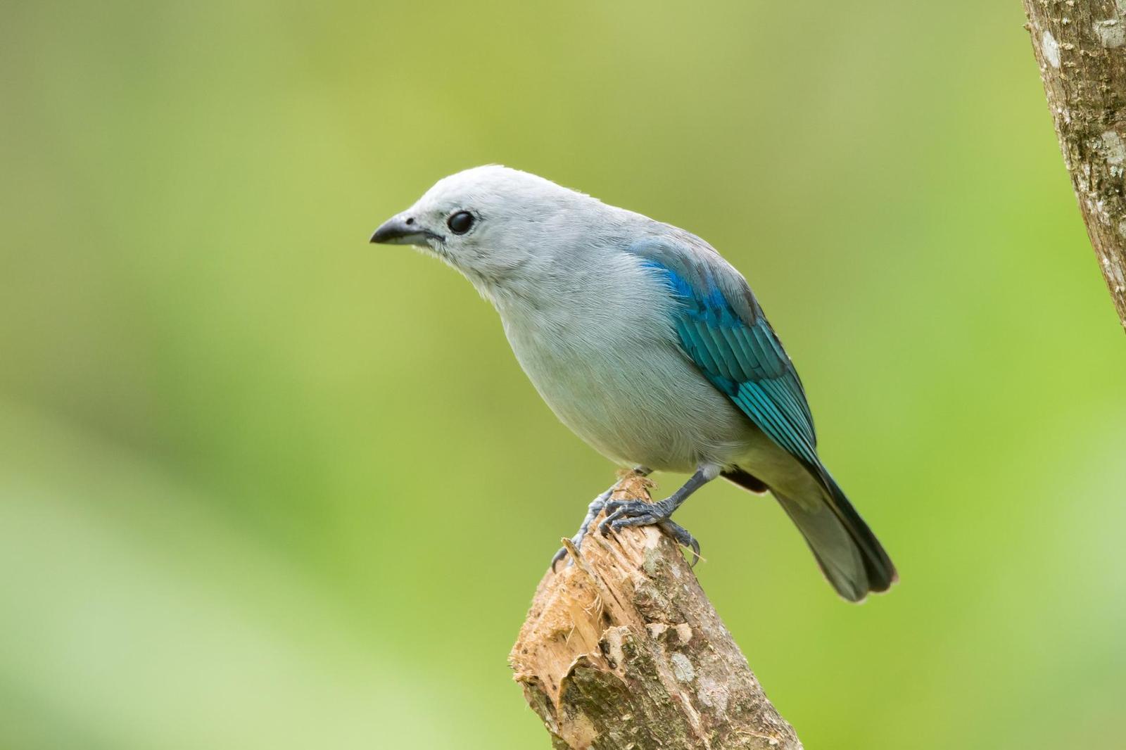 Blue-gray Tanager Photo by Gerald Hoekstra