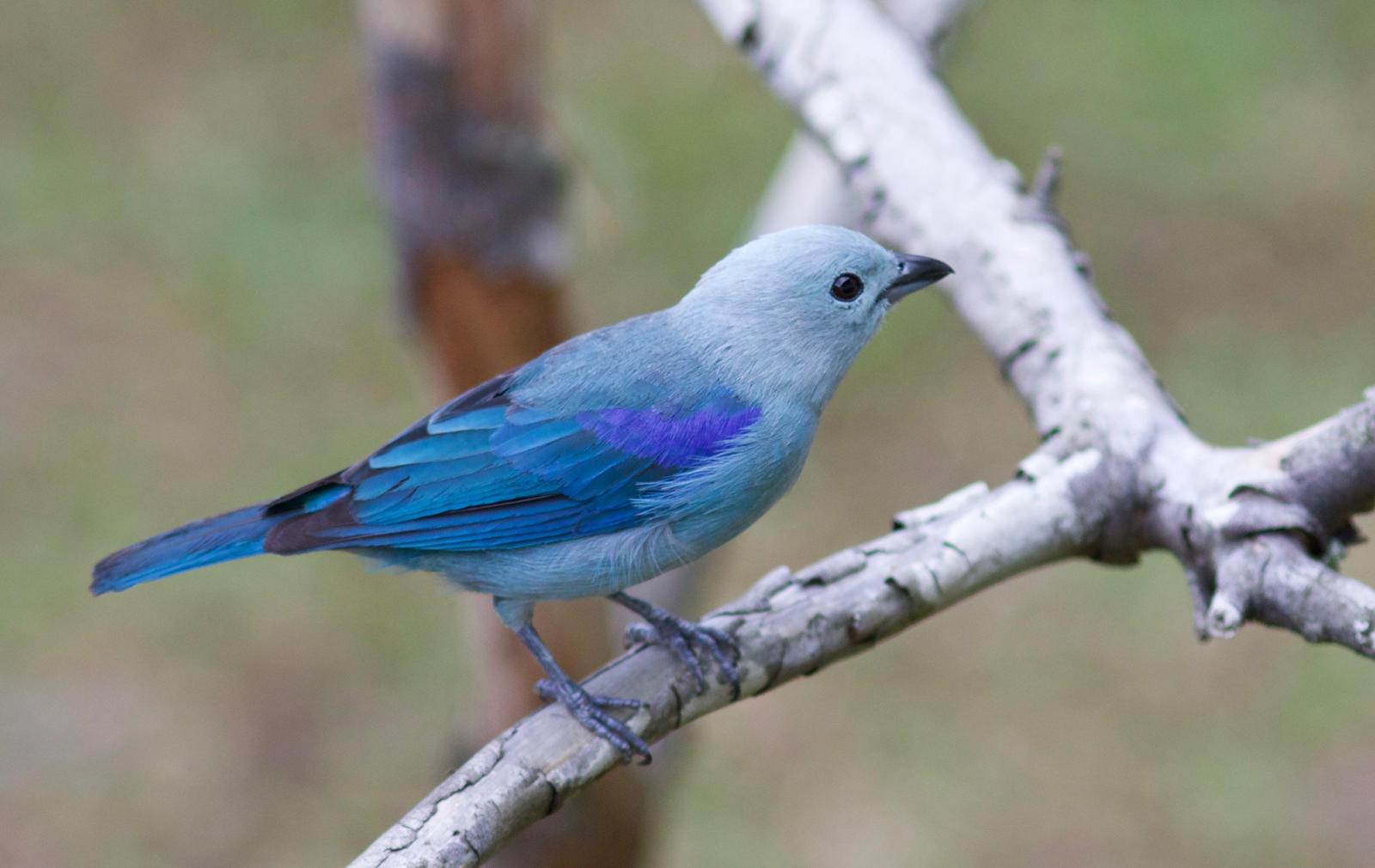 Blue-gray Tanager Photo by Andre  Moncrieff