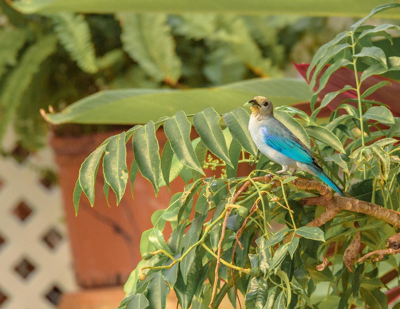 Blue-gray Tanager Photo by Keshava Mysore