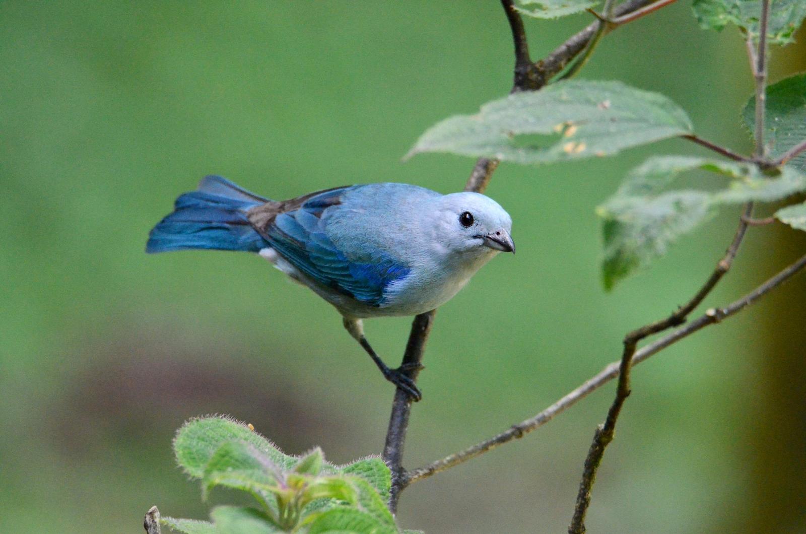 Blue-gray Tanager Photo by Paula Duenas