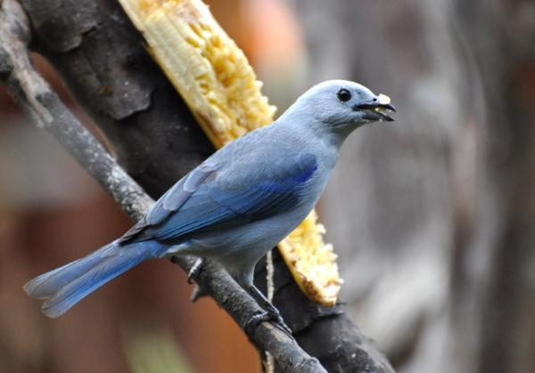 Blue-gray Tanager Photo by James Starr