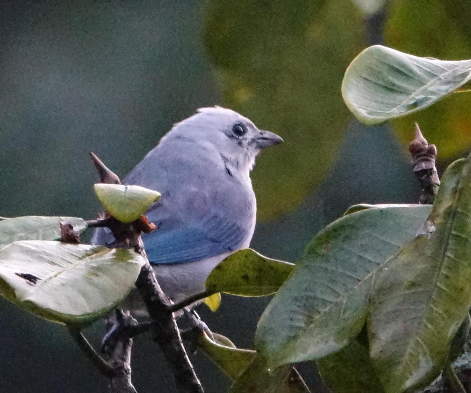 Blue-gray Tanager Photo by Doug Swartz