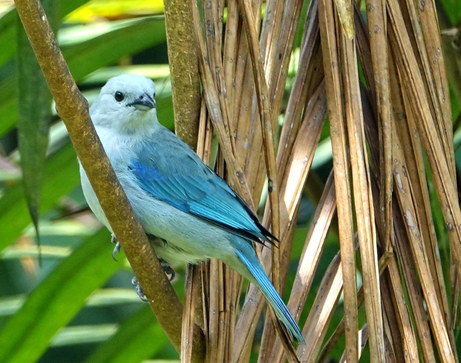 Blue-gray Tanager Photo by Doug Swartz