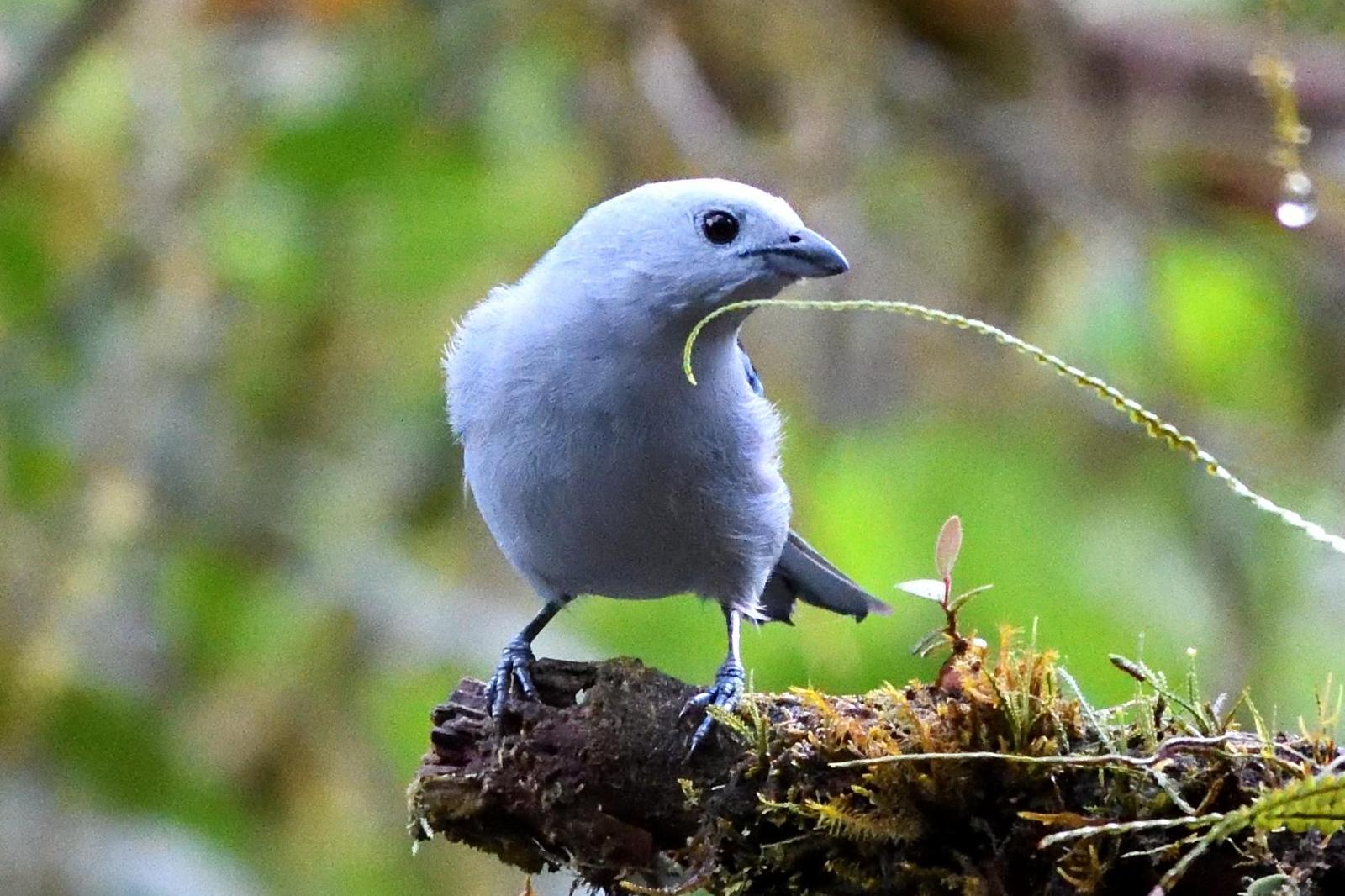 Blue-gray Tanager Photo by Ann Doty