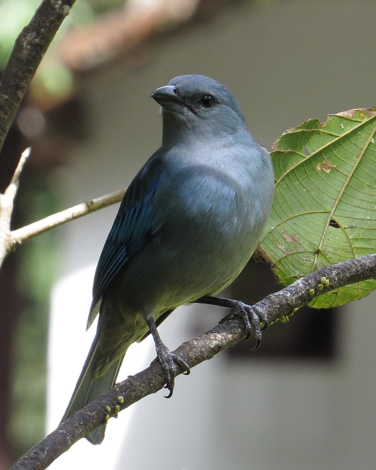 Azure-shouldered Tanager Photo by Scott Ramos