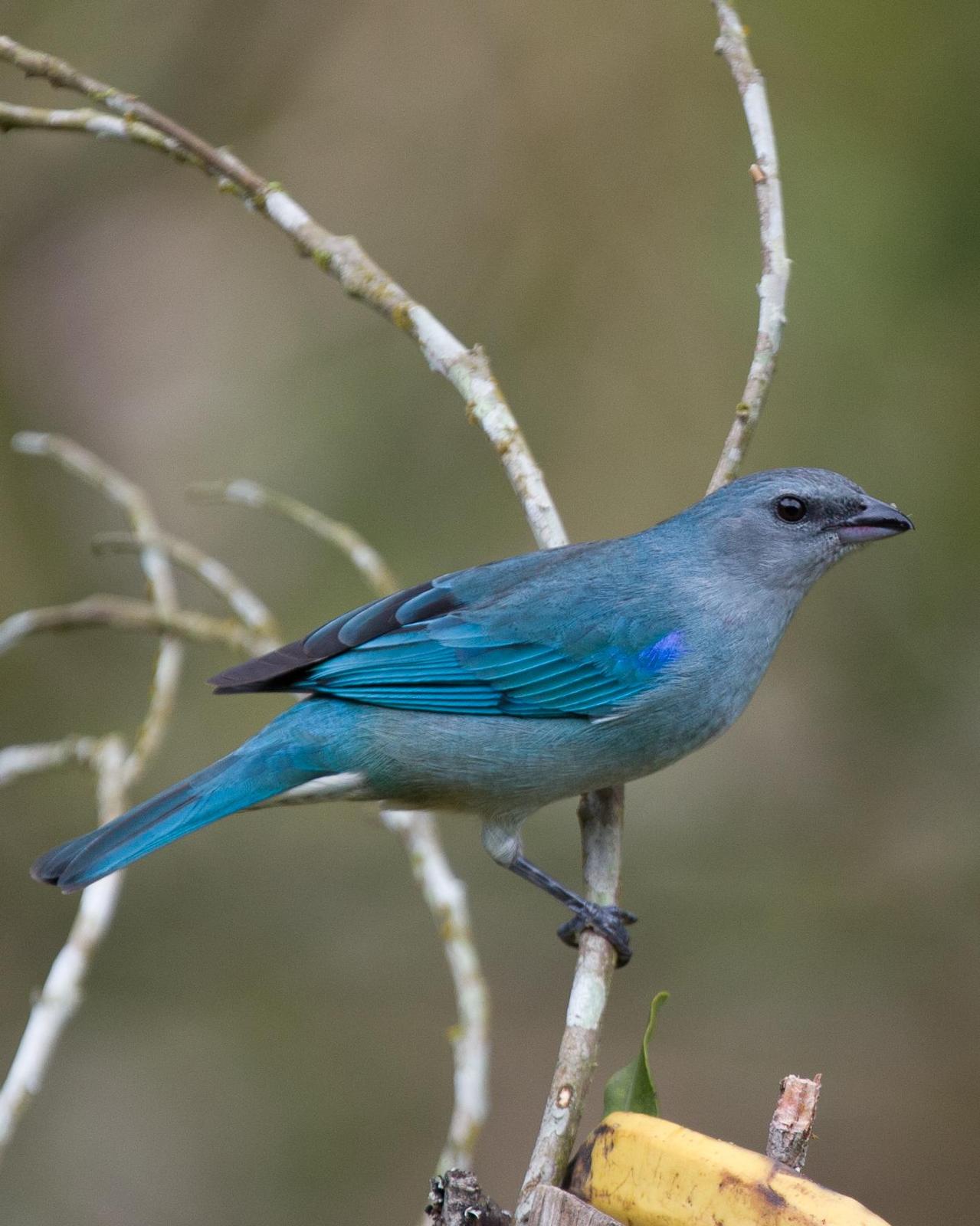 Azure-shouldered Tanager Photo by Robert Lewis