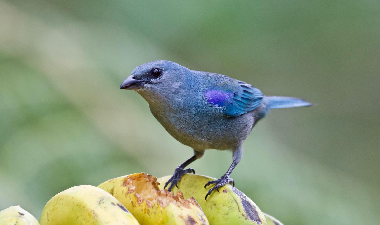 Azure-shouldered Tanager Photo by  