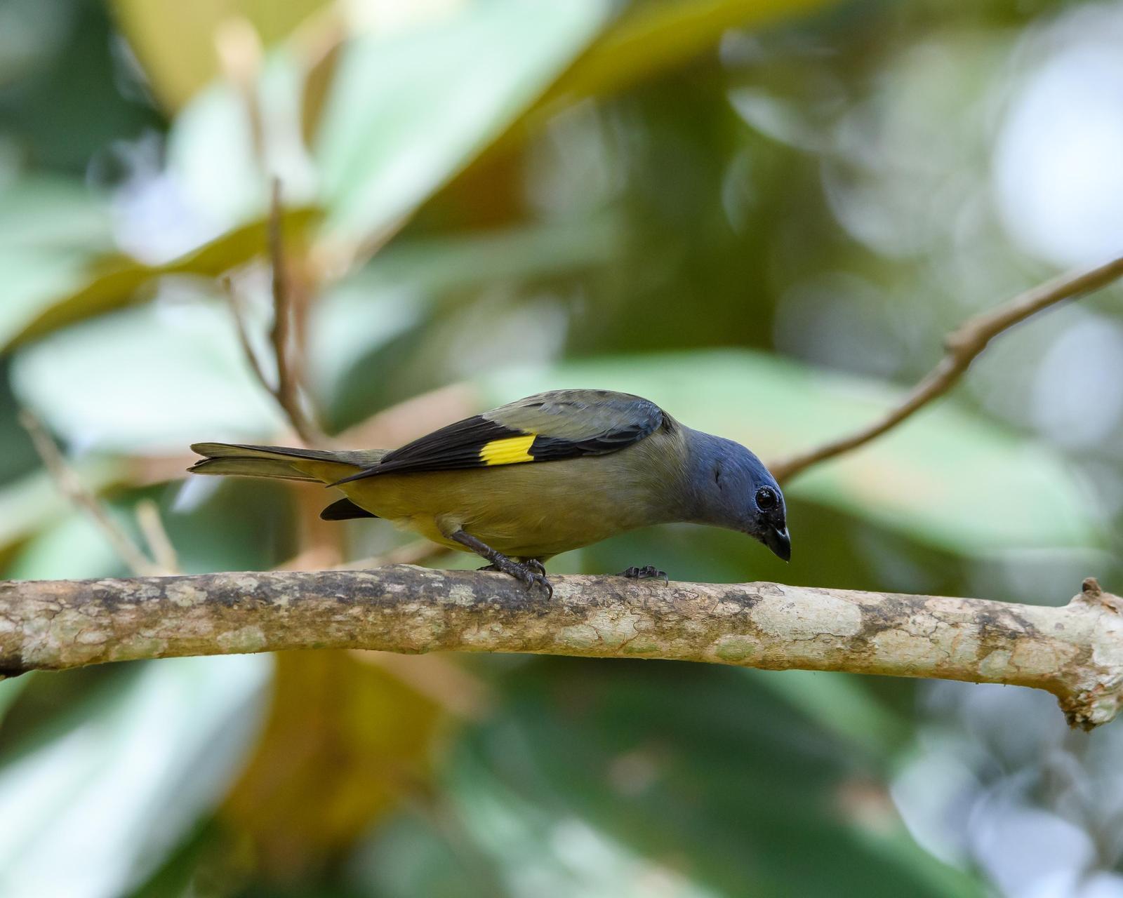 Yellow-winged Tanager Photo by Gerald Hoekstra