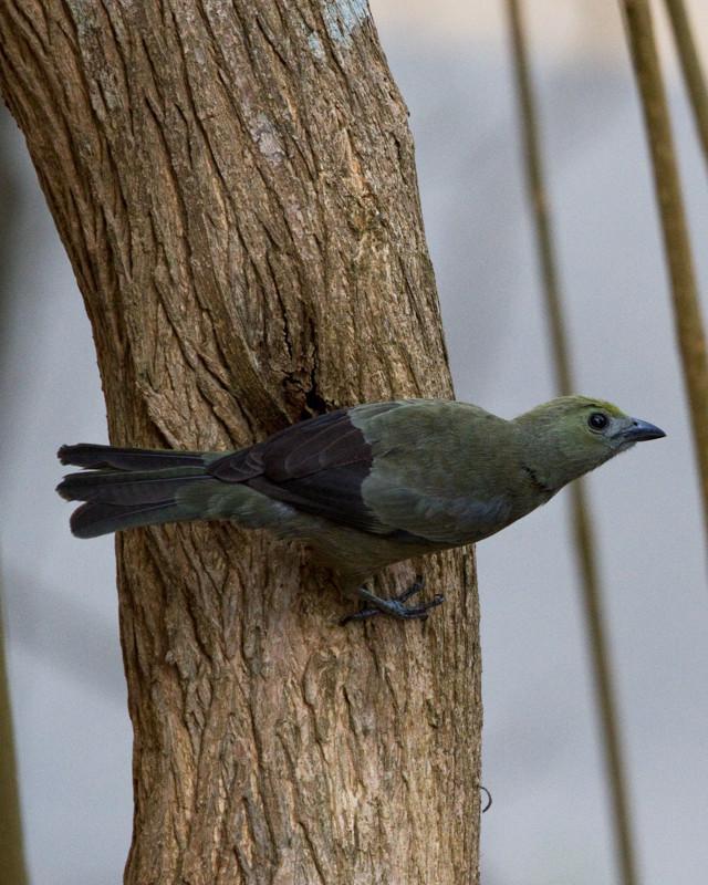 Palm Tanager Photo by Natalie Raeber