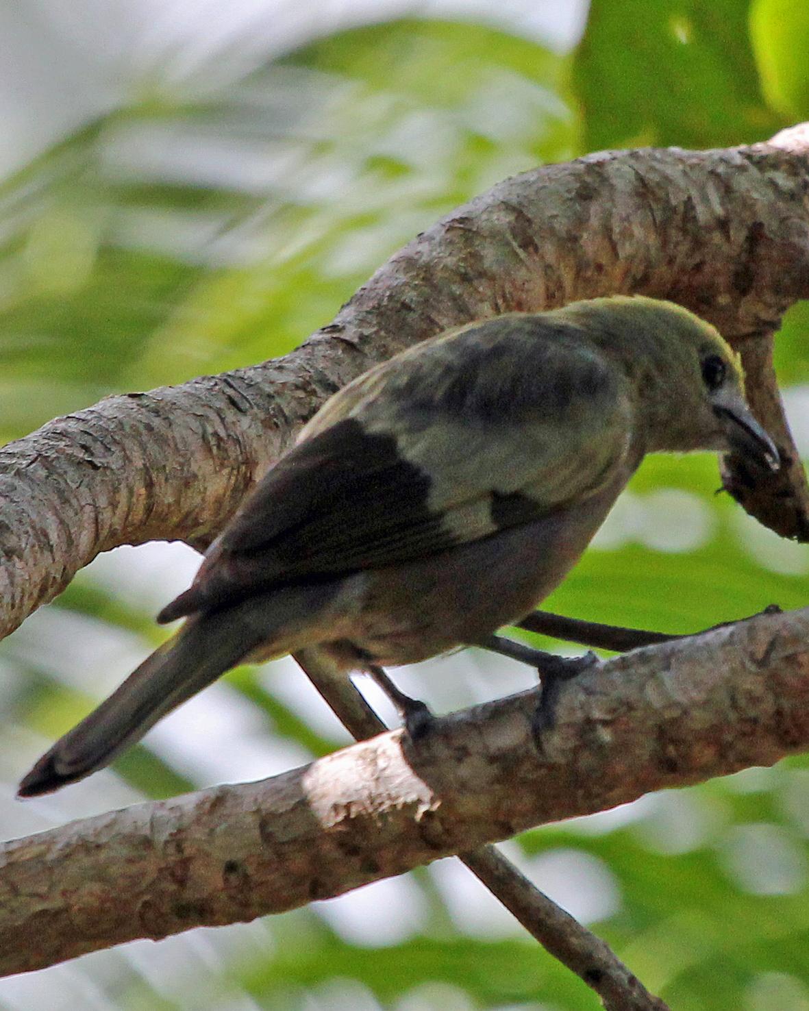 Palm Tanager Photo by Robert Polkinghorn