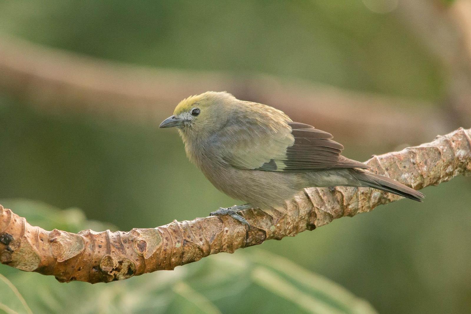 Palm Tanager Photo by Marie-France Rivard
