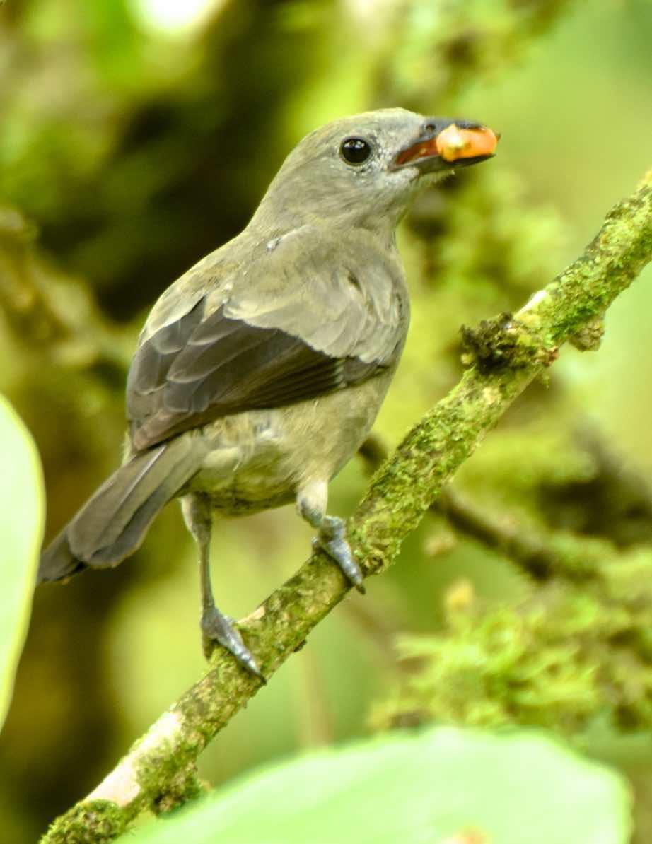 Palm Tanager Photo by Andrew Pittman