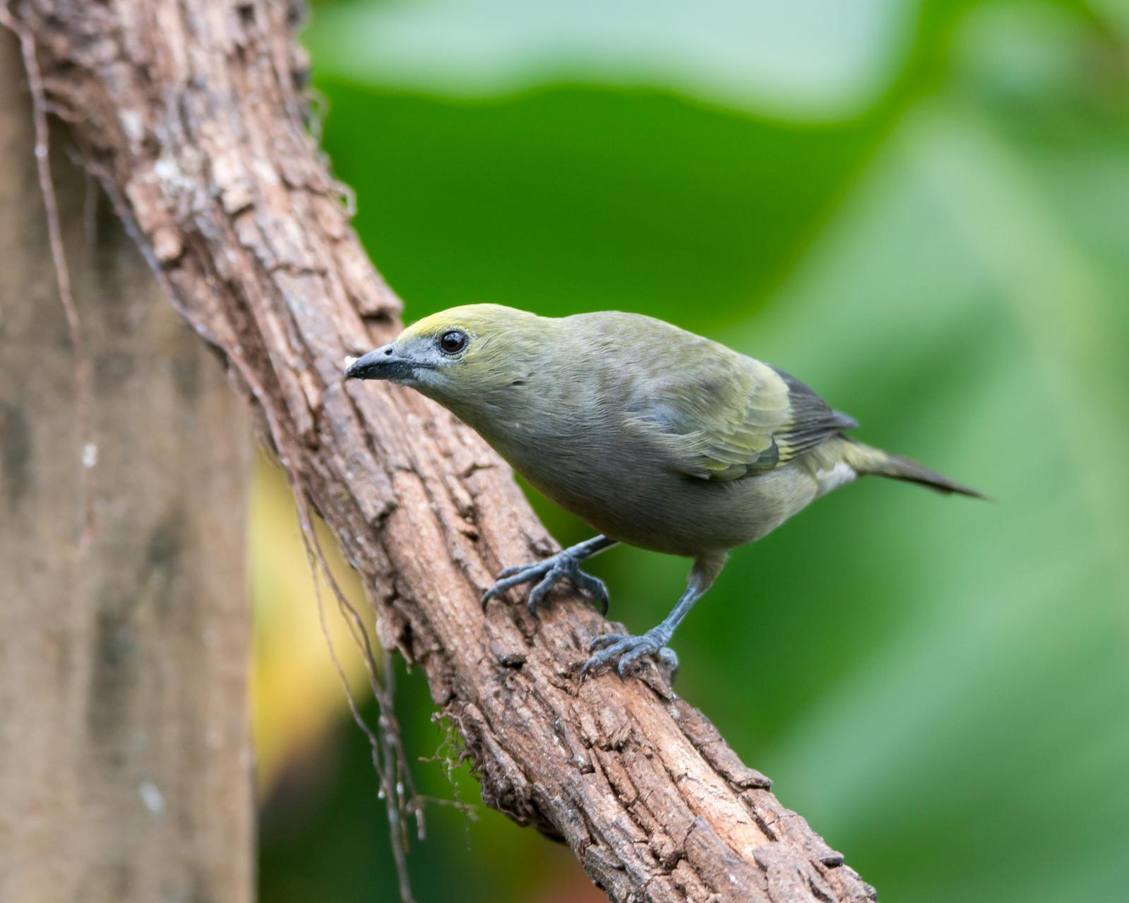 Palm Tanager Photo by Gerald Hoekstra